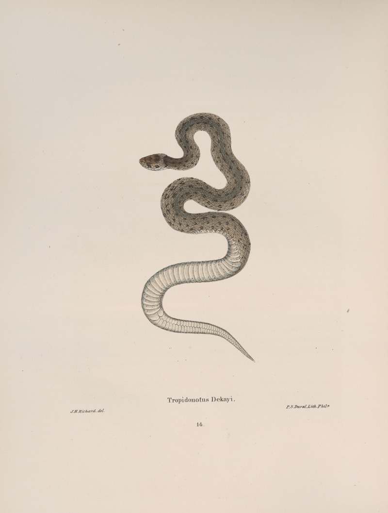 Tropidonotus Dekayi by John Edwards Holbrook, 1842 — digital art print download