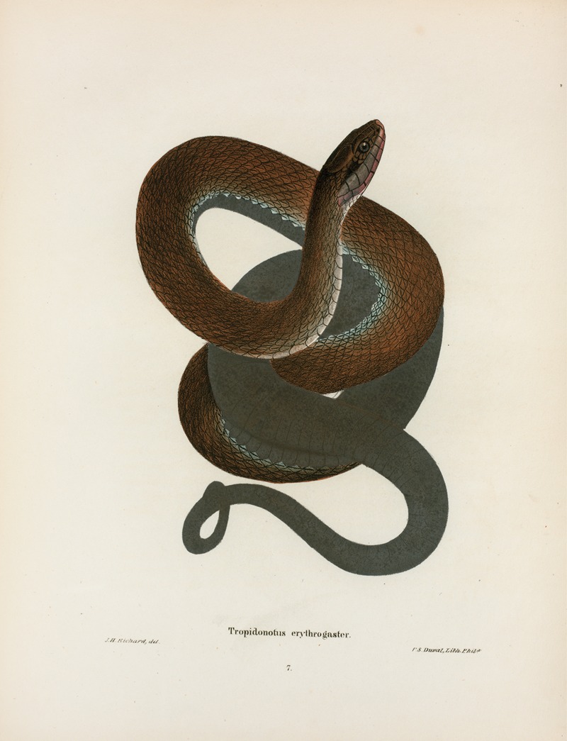 Tropidonotus erythrogaster. by John Edwards Holbrook, 1842 — digital art print download