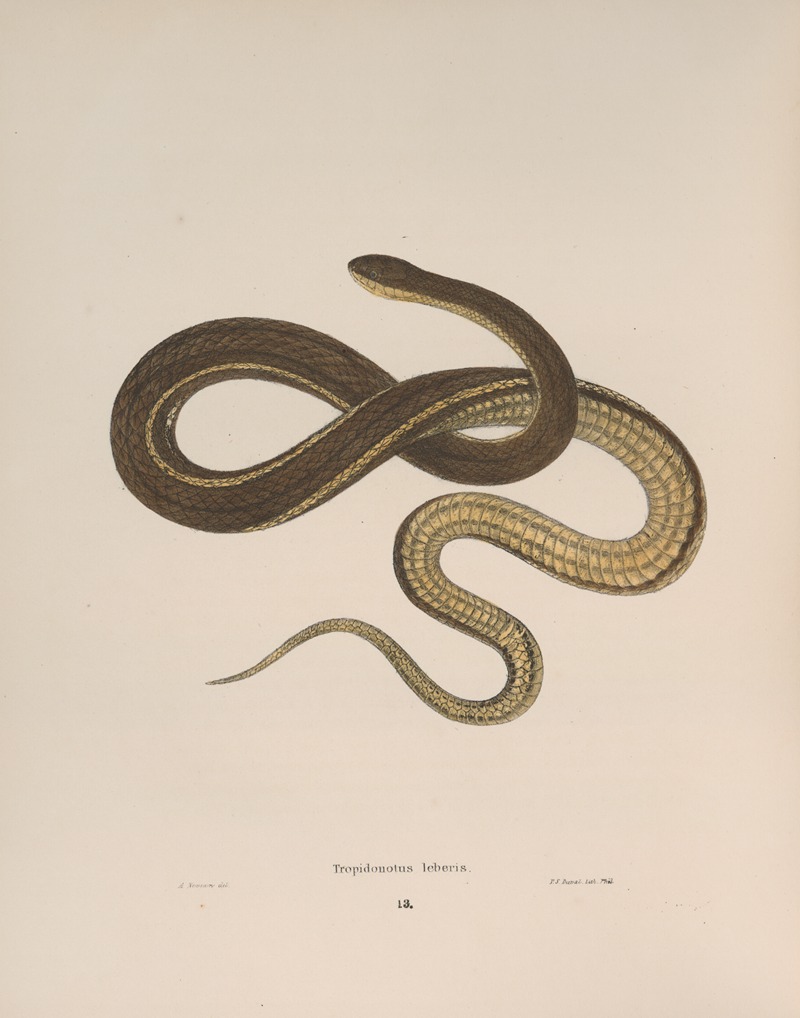 Tropidonotus leberis by John Edwards Holbrook, 1842 — digital art print download
