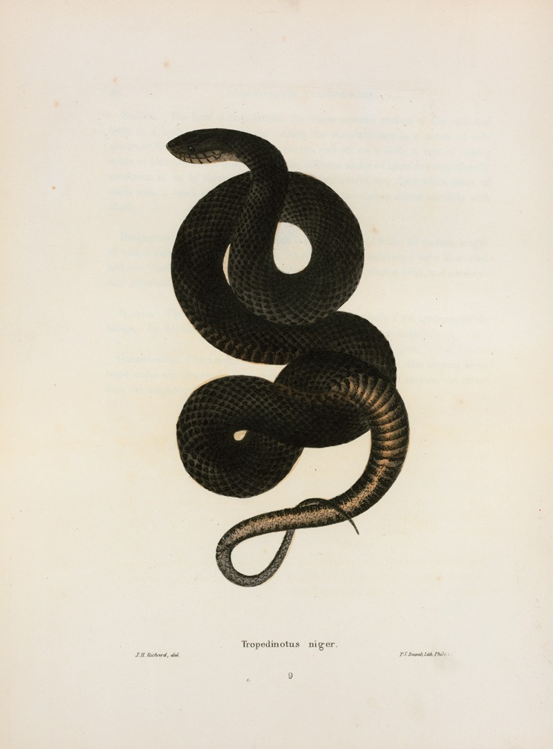 Tropidonotus niger. by John Edwards Holbrook, 1842 — digital art print download