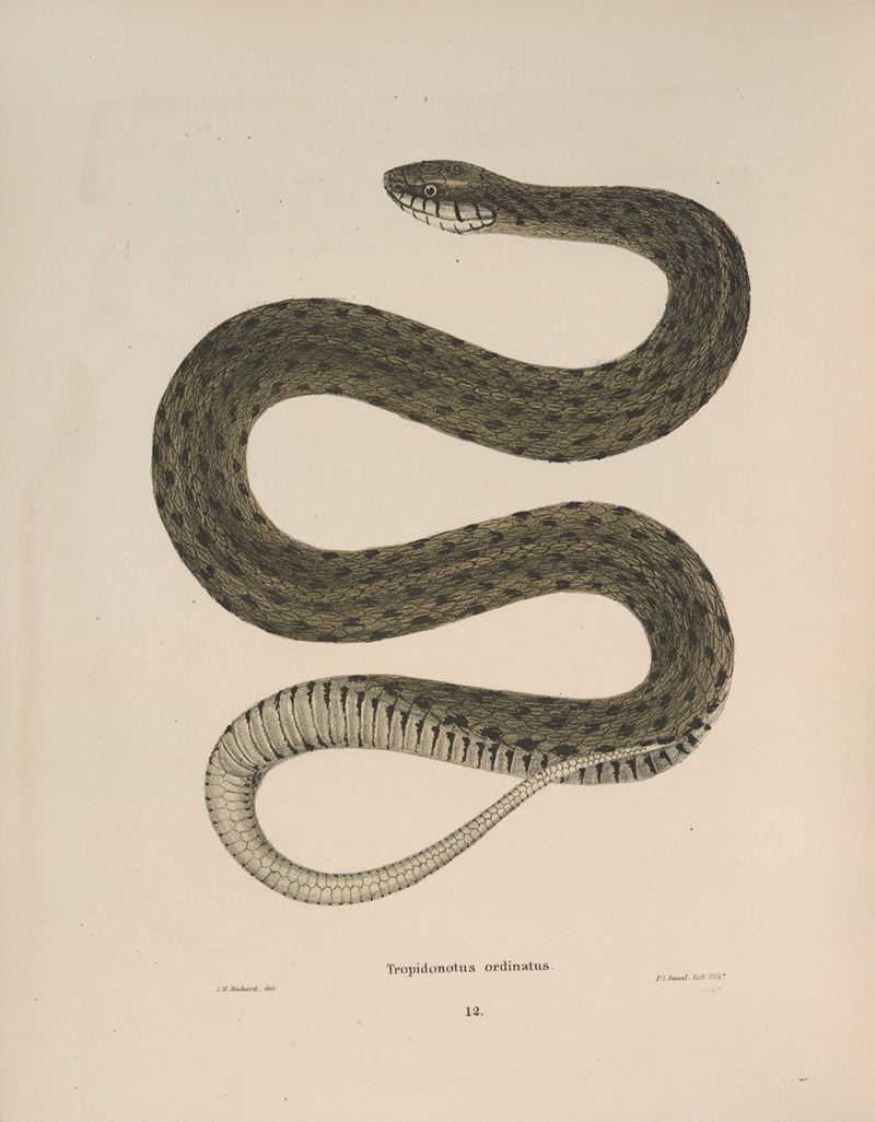 Tropidonotus ordinatus. — John Edwards Holbrook