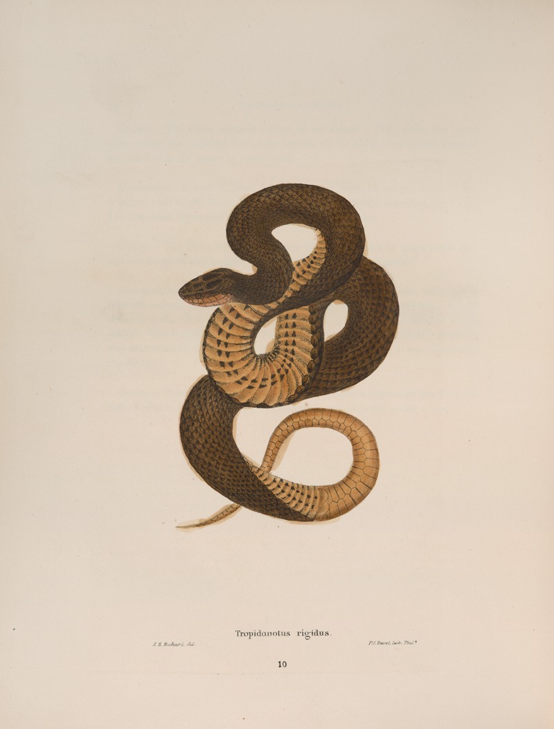 Tropidonotus rigidus. by John Edwards Holbrook, 1842 — digital art print download
