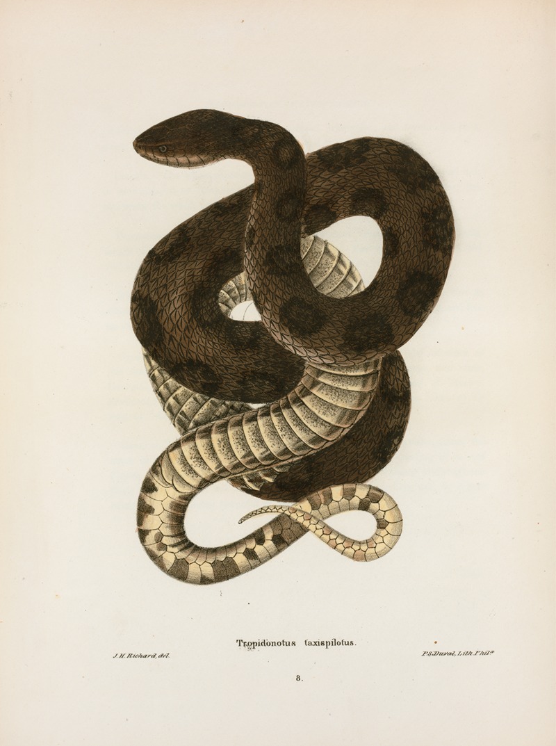 Tropidonotus taxispilotus. by John Edwards Holbrook, 1842 — digital art print download