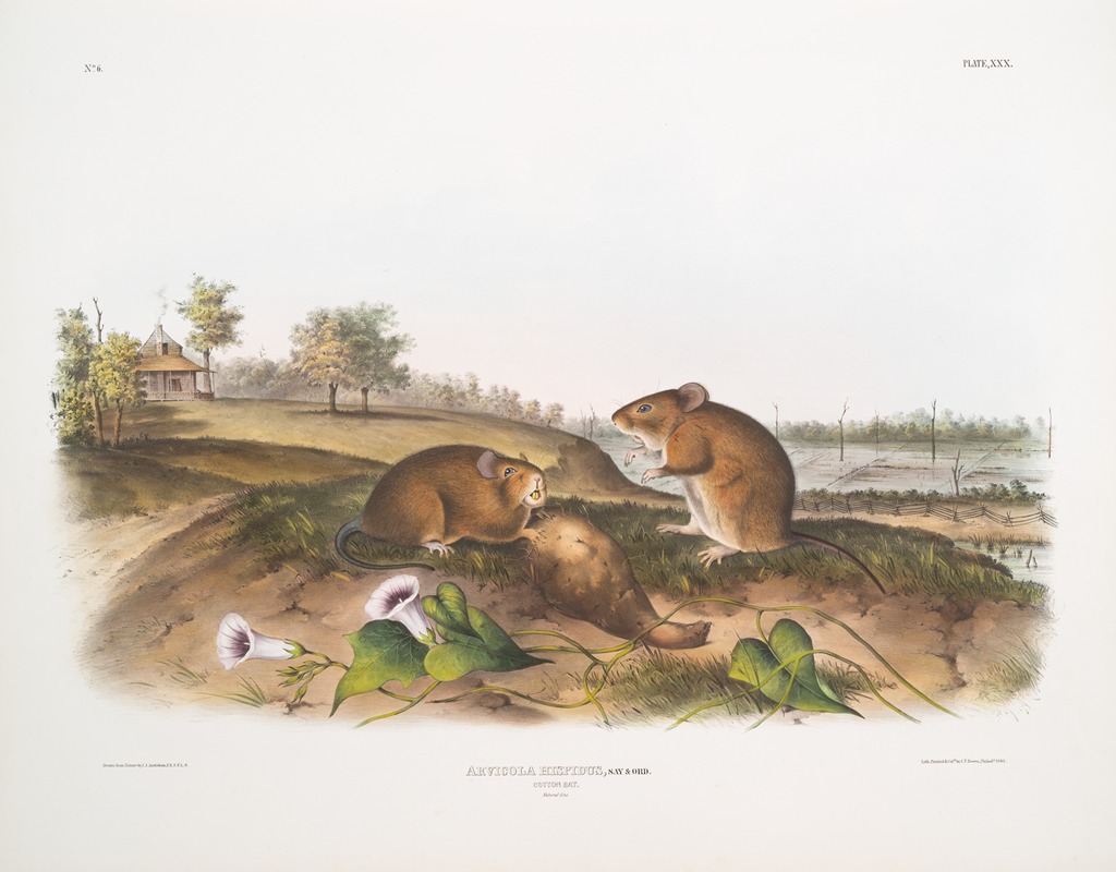 Arvicola hispidus, Cotton Rat. Natural size. — John Woodhouse Audubon