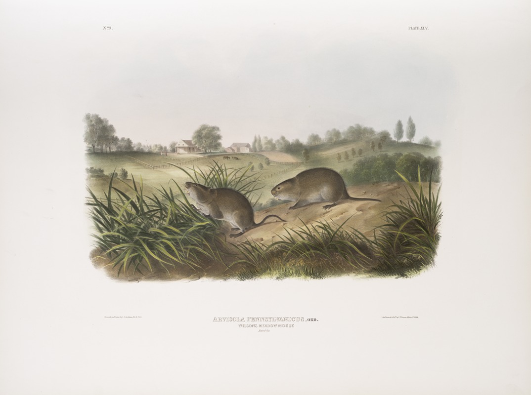 Arvicola Pennsylvanicus, Wilson's Meadow Mouse. Natural size. — John Woodhouse Audubon