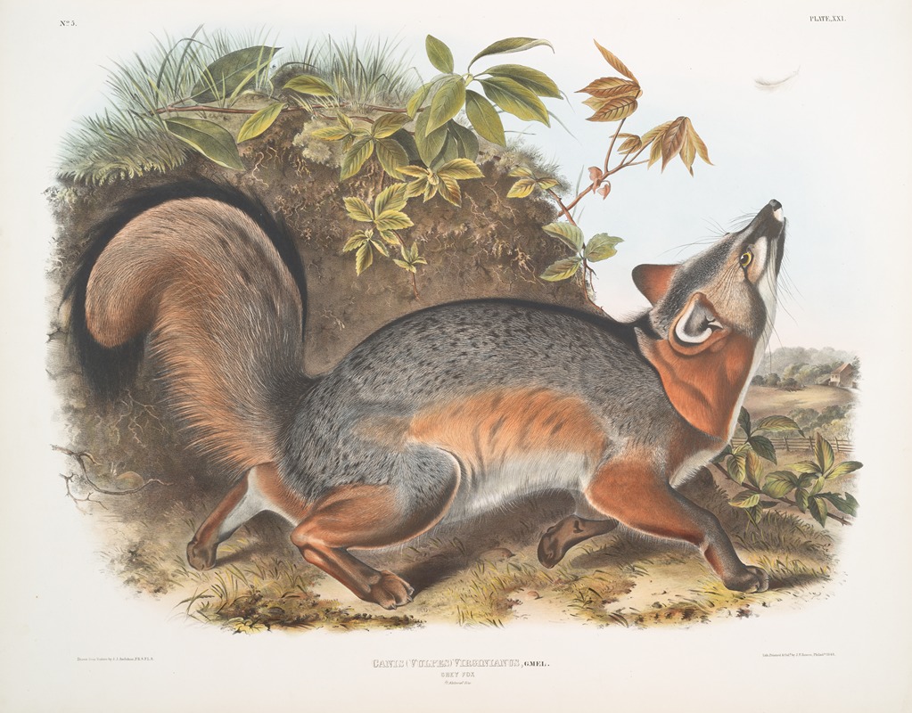 Canis (Vulpes) Virginianus, Grey Fox by John Woodhouse Audubon, 1845-1848 — digital art print download