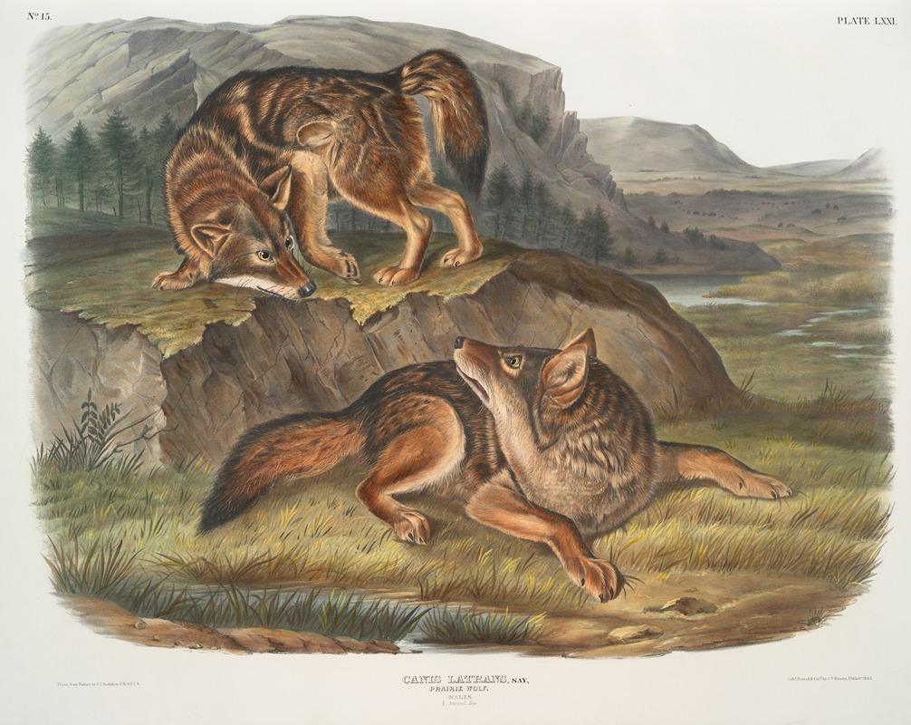 Canis latrans, Prairie Wolf. Males. by John Woodhouse Audubon, 1845-1848 — digital art print download