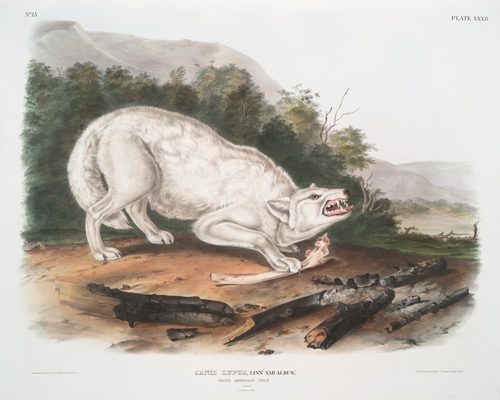 Canis lupus, White American Wolf. Male. — John Woodhouse Audubon