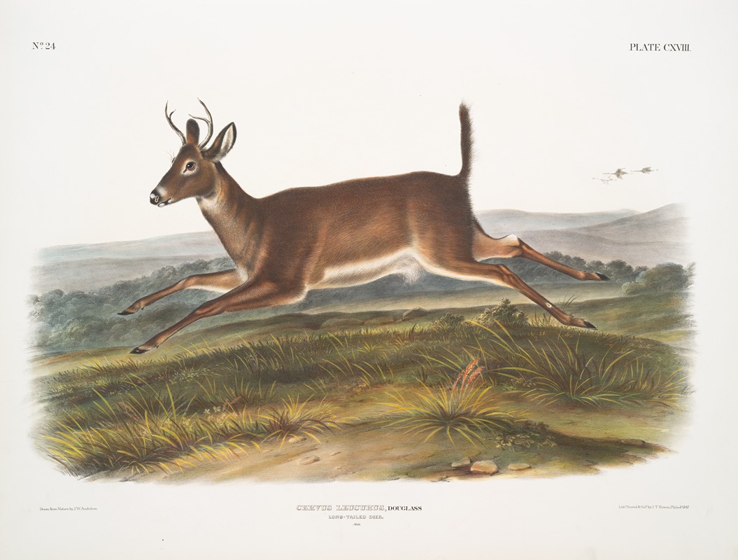 Cervus leucurus, Long-tailed Deer. Male. by John Woodhouse Audubon, 1845-1848 — digital art print download