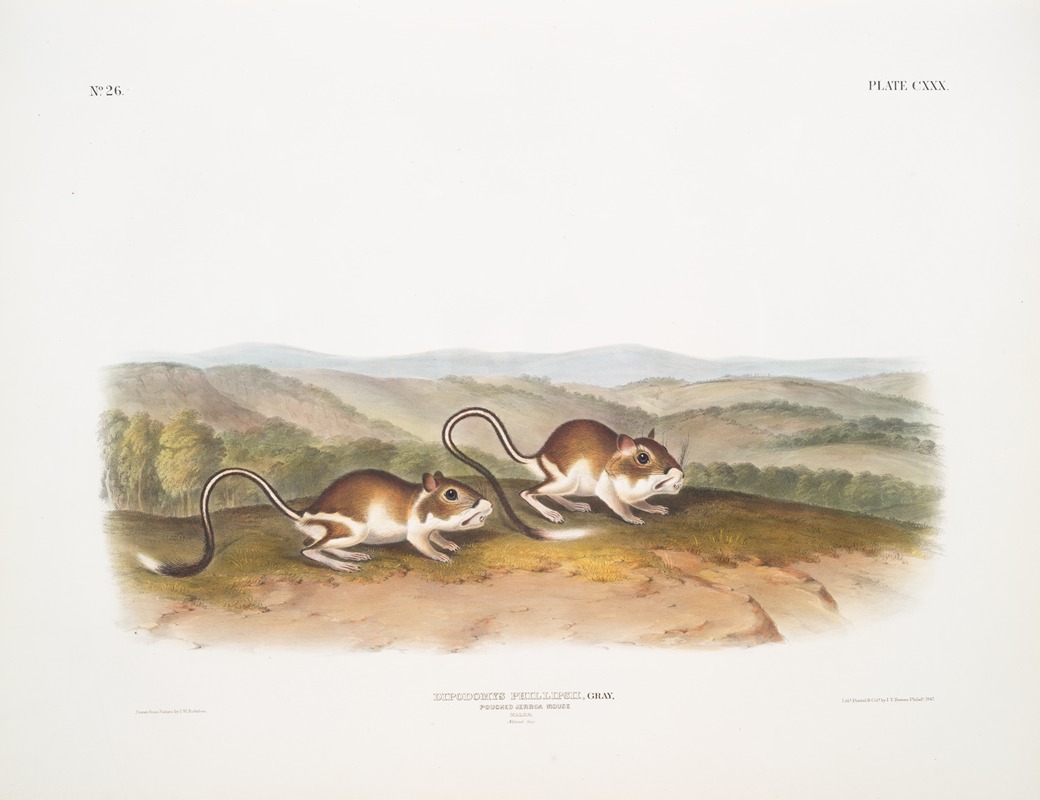Dipodomys Phillipsii, Pouched Jerboa Mouse. Males. Natural size. — John Woodhouse Audubon