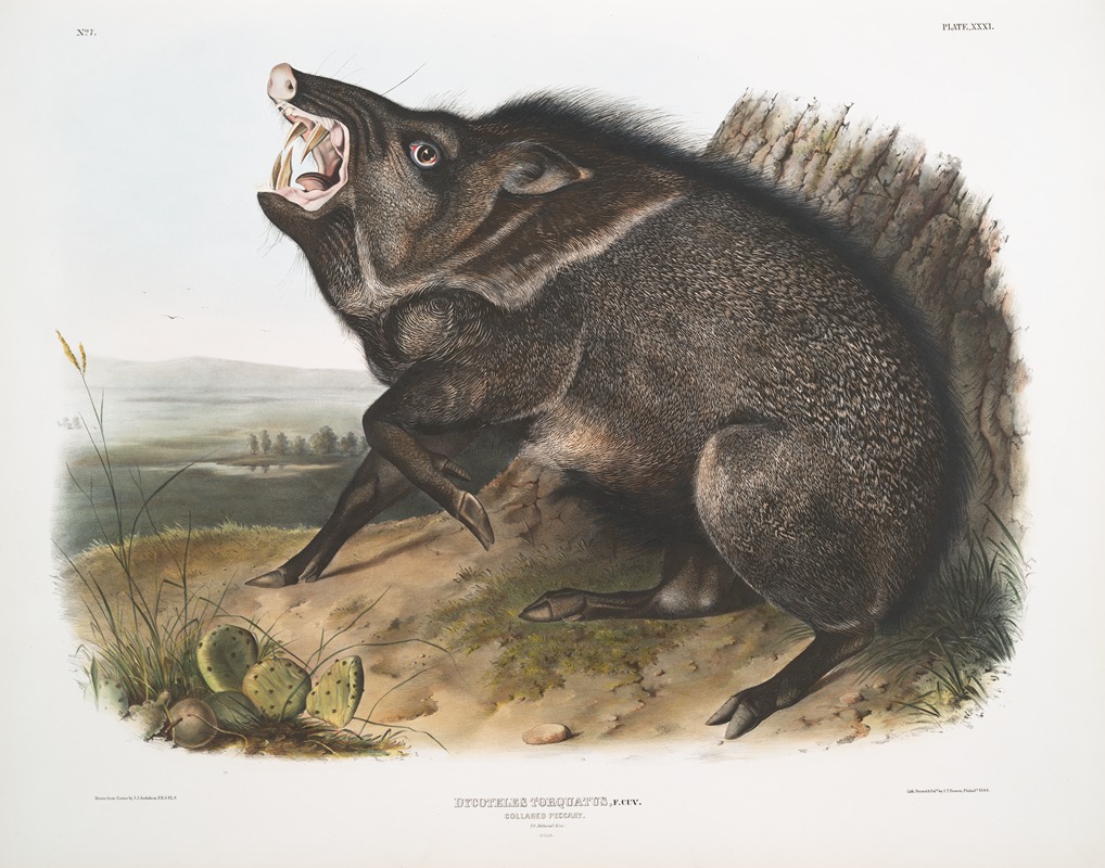 Dycoteles torquatus, Collared Peccary. Male. — John Woodhouse Audubon