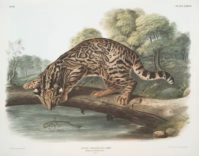 Felis pardalis, Ocelot, or Leopard-Cat. (Male) by John Woodhouse Audubon, 1845-1848 — digital art print download