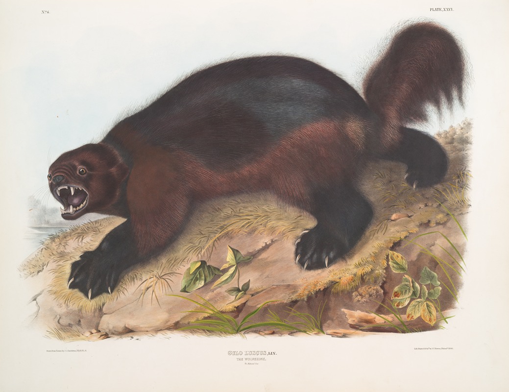 Gulo luscus, Wolverine by John Woodhouse Audubon, 1845-1848 — digital art print download