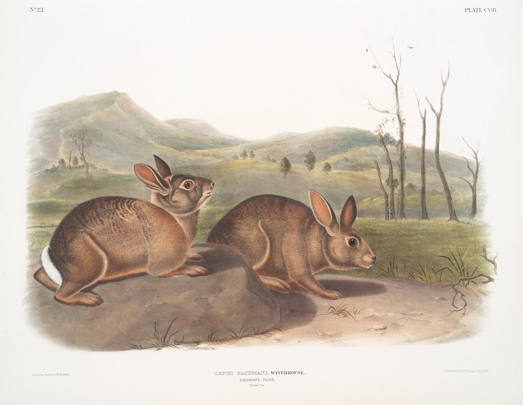 Lepus Bachmani, Bachman's Hare. Natural size. — Одюбон, Джон Вудхауз