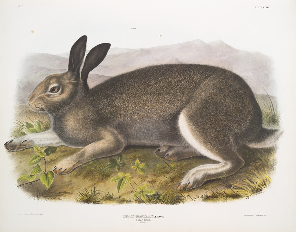 Lepus glacialis, Polar Hare. Natural size. — John Woodhouse Audubon