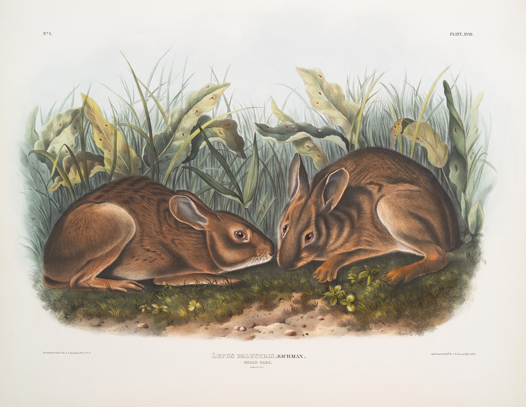 Lepus palustris, Marsh Hare. Natural size. by John Woodhouse Audubon, 1845-1848 — digital art print download