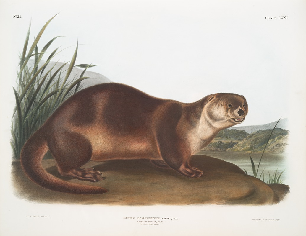 Lutra Canadensis, Canada Otter. Male. — John Woodhouse Audubon