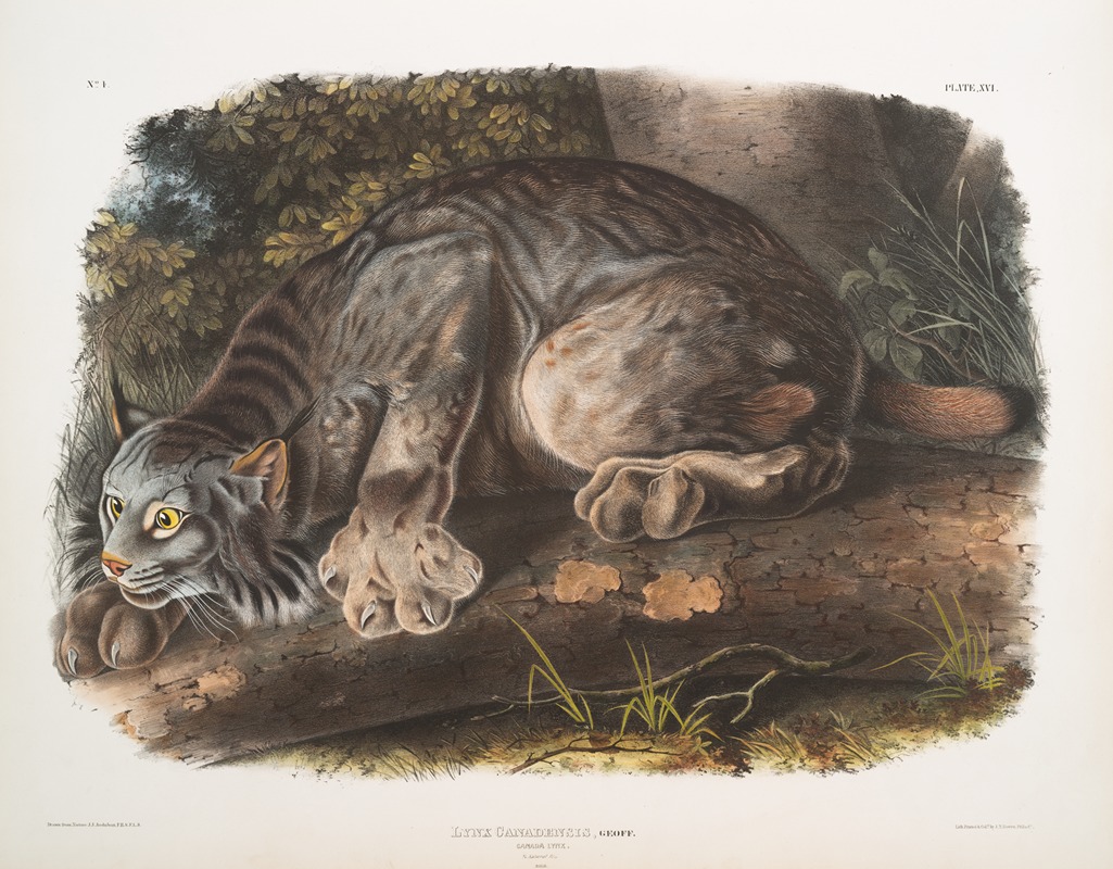Lynx Canadensis, Canada Lynx. Male. — John Woodhouse Audubon