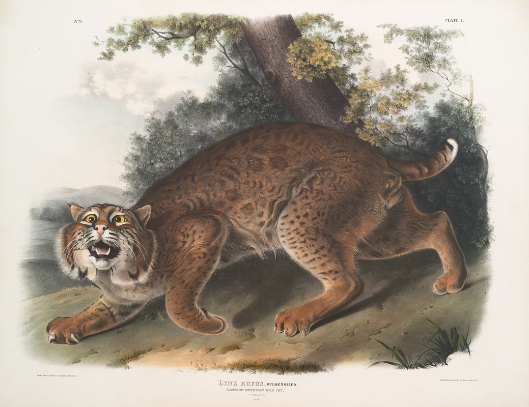 Lynx rufus, Common American Wild Cat by John Woodhouse Audubon, 1845-1848 — digital art print download