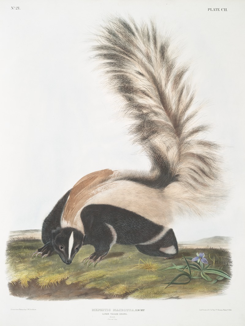 Mephitis macroura, Large-tailed Skunk. Male. Natural size. — John Woodhouse Audubon
