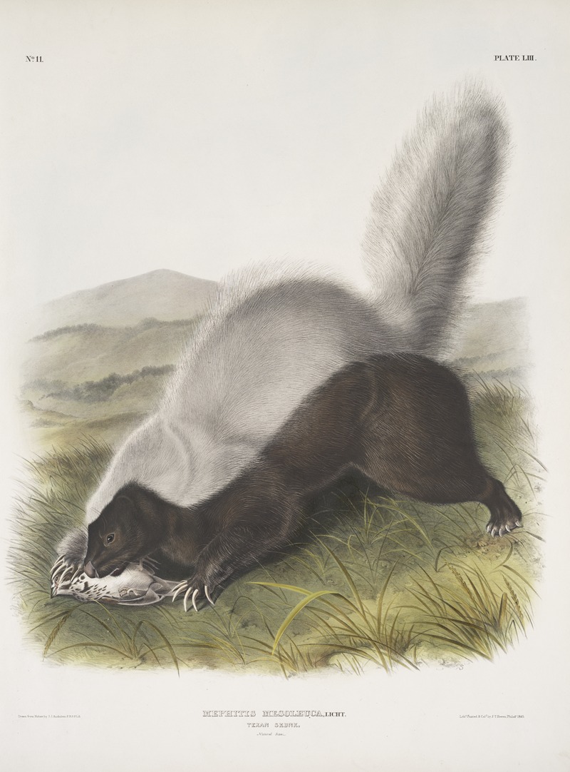 Mephitis mesoleuca, Texan Skunk. Natural size. by John Woodhouse Audubon, 1845-1848 — digital art print download