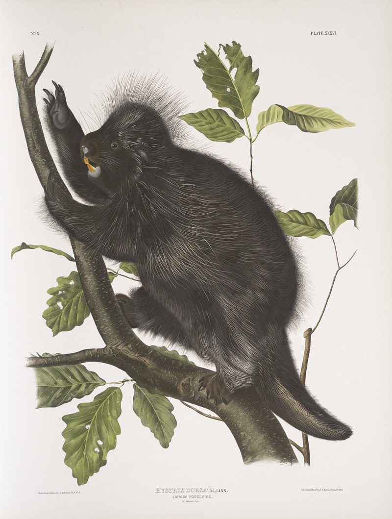Nystrix dorsata, Canada Porcupine — John Woodhouse Audubon