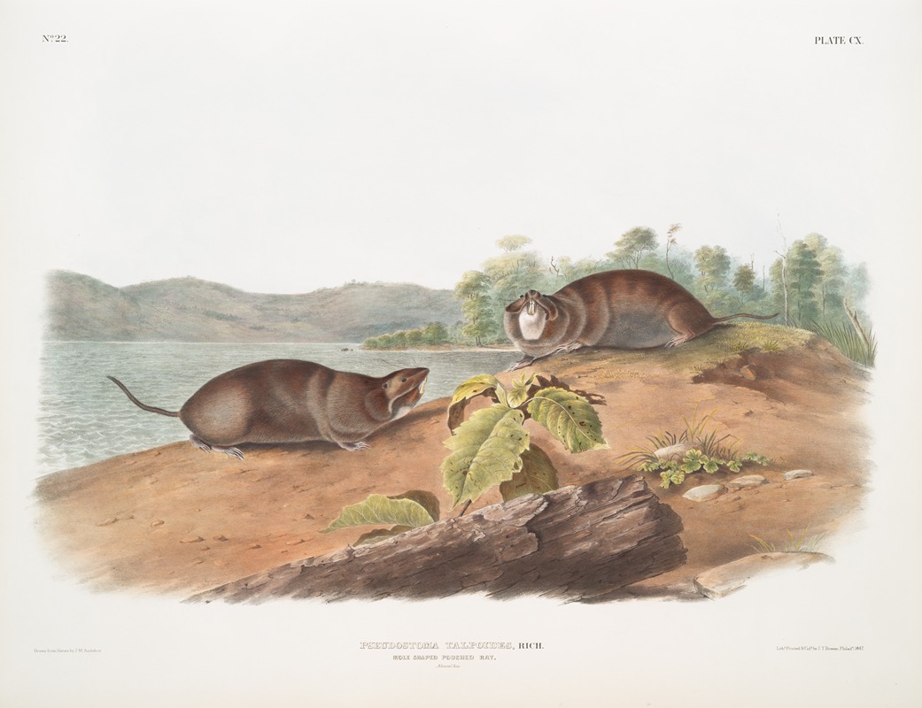 Pseudostoma talpoides, Mole-shaped Pouched Rat. Natural size. — John Woodhouse Audubon
