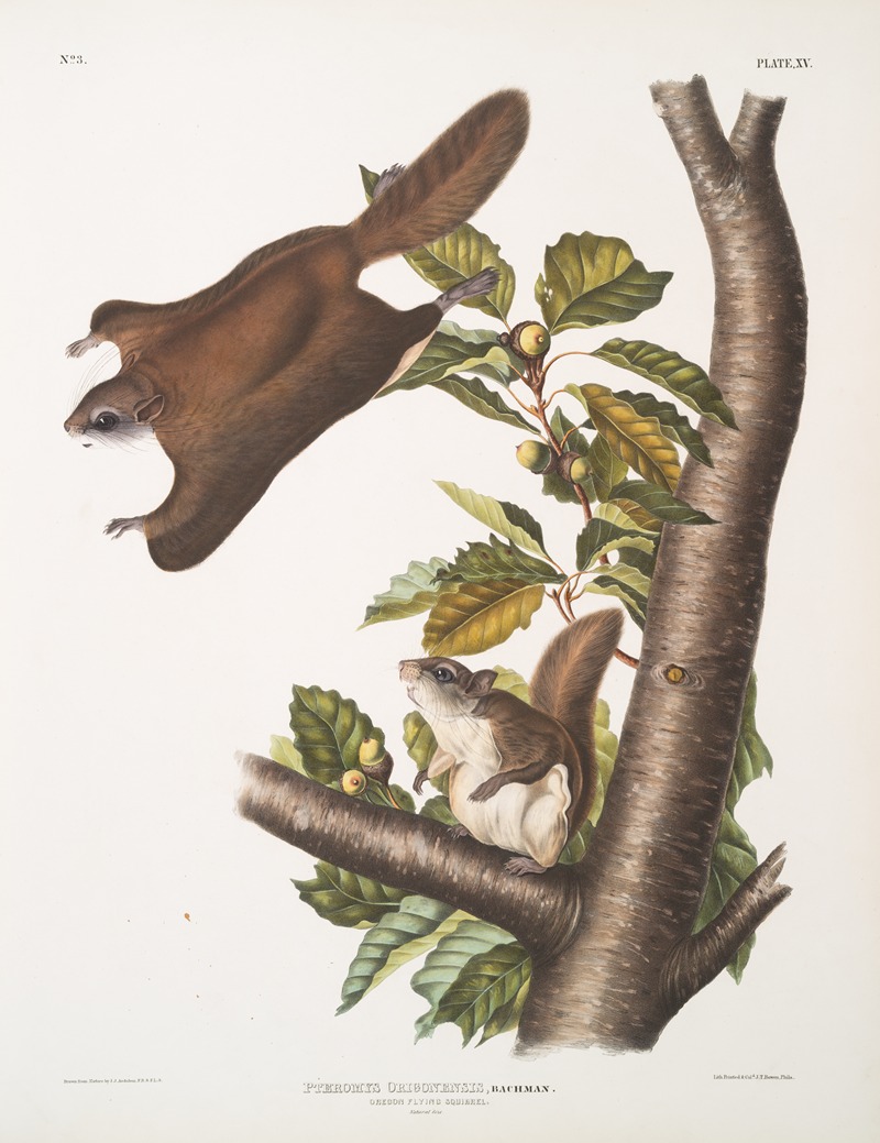 Pteromys Origonensis, Oregon Flying Squirrel. Natural size. — John Woodhouse Audubon