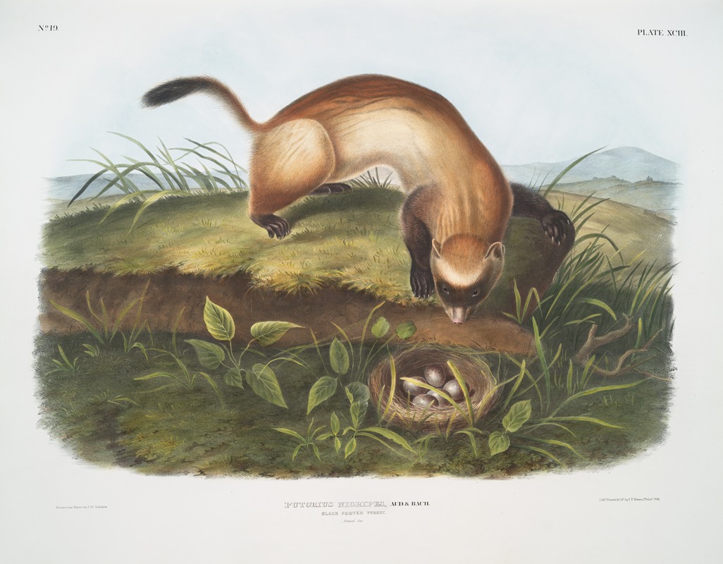 Putorius nigripes, Black-footed Ferret. (Natural size.) — John Woodhouse Audubon