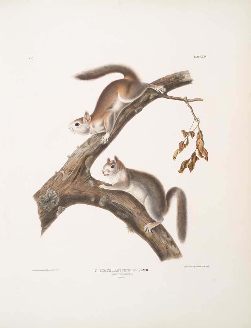 Sciurus Lanigunosus, Downy Squirrel. Natural size. by John Woodhouse Audubon, 1845-1848 — digital art print download