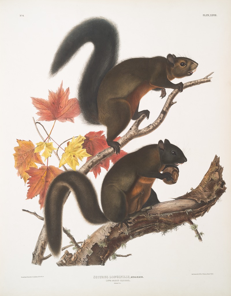Sciurus longipilis, Long-haired Squirrel. Natural size. by John Woodhouse Audubon, 1845-1848 — digital art print download