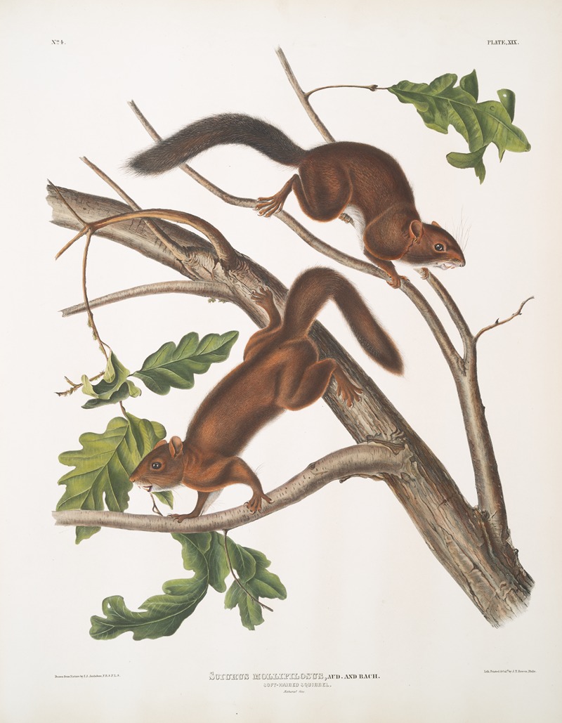 Sciurus mollipilosus, Soft-haired Squirrel. Natural size. by John Woodhouse Audubon, 1845-1848 — digital art print download