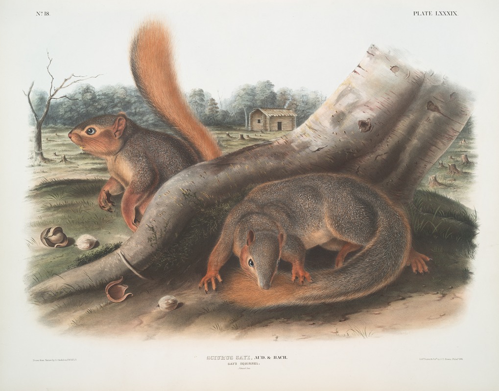 Sciurus Sayi, Say's Squirrel. (Natural size.) by John Woodhouse Audubon, 1845-1848 — digital art print download