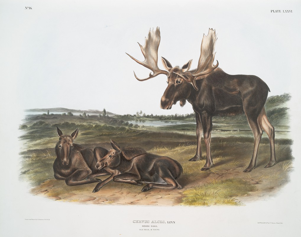 Servus alces, Moose Deer. Old male & young. — John Woodhouse Audubon