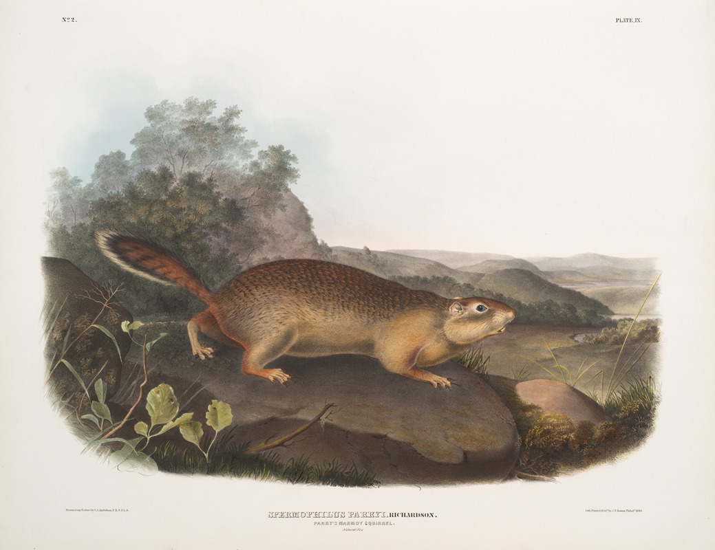 Spermophilus Parryi, Parry's Marmot Squirrel. Natural size. — John Woodhouse Audubon