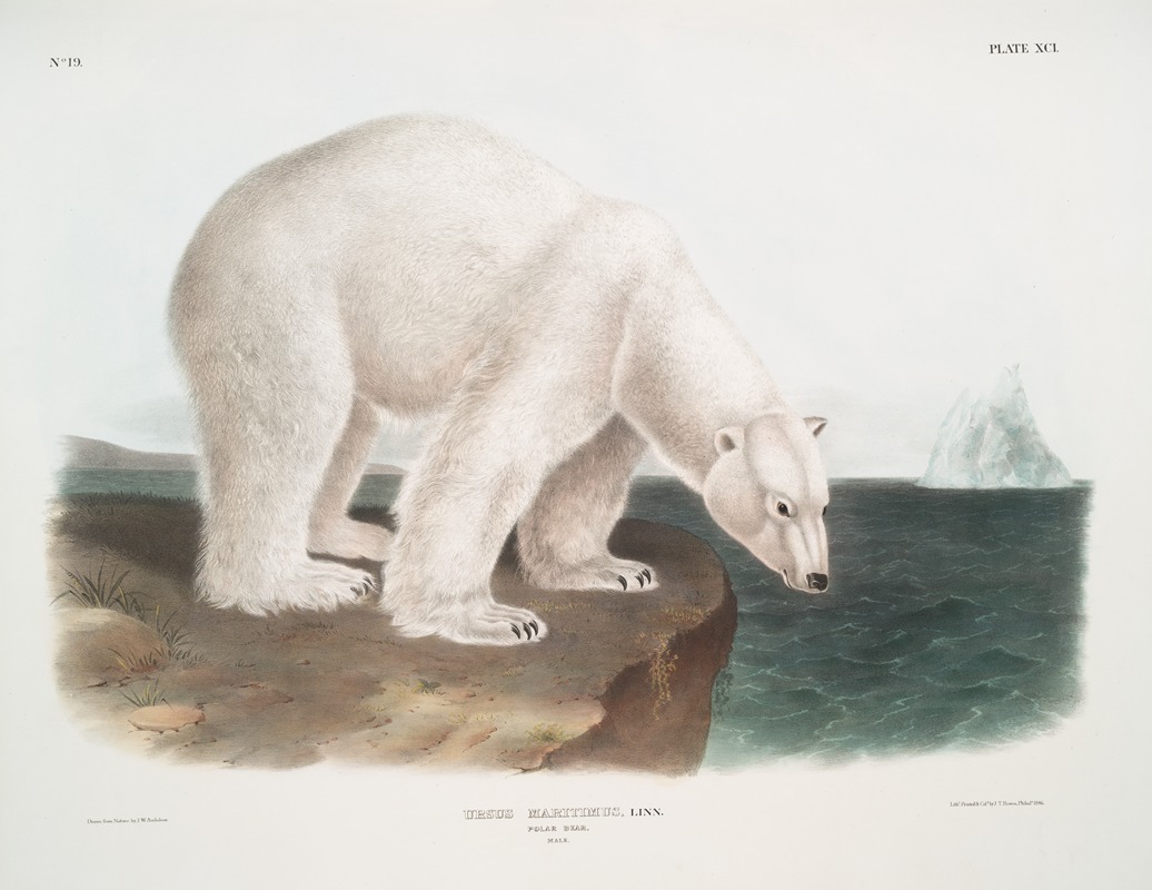 Ursus maritimus, Polar Bear. (Male.) — John Woodhouse Audubon