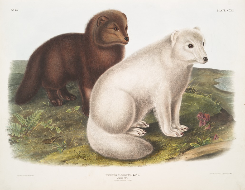 Vulpes lagopus, Arctic Fox. Winter & Summer pelage. — John Woodhouse Audubon