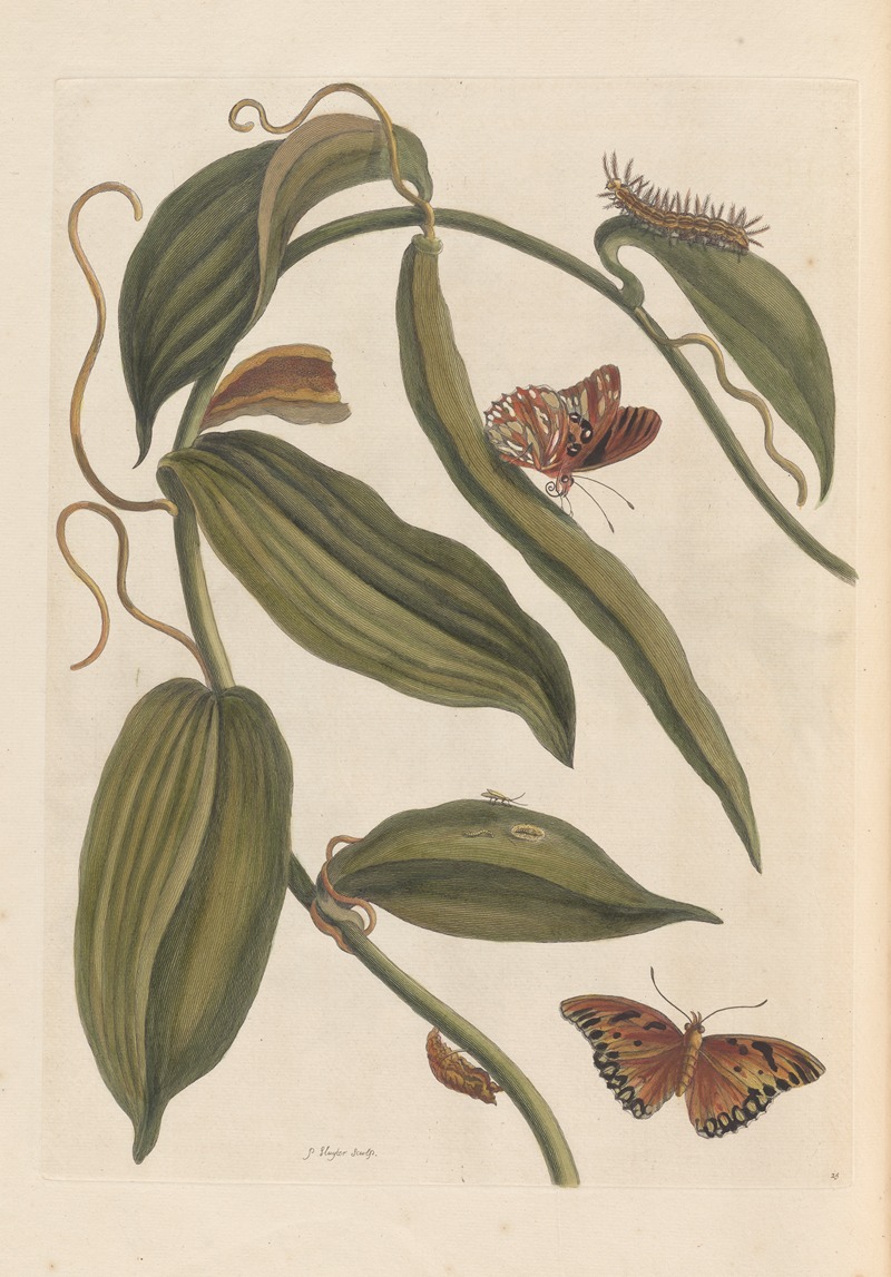 Dissertation sur la generation et les transformations des insectes de Surinam Pl.01 — Maria Sibylla Merian