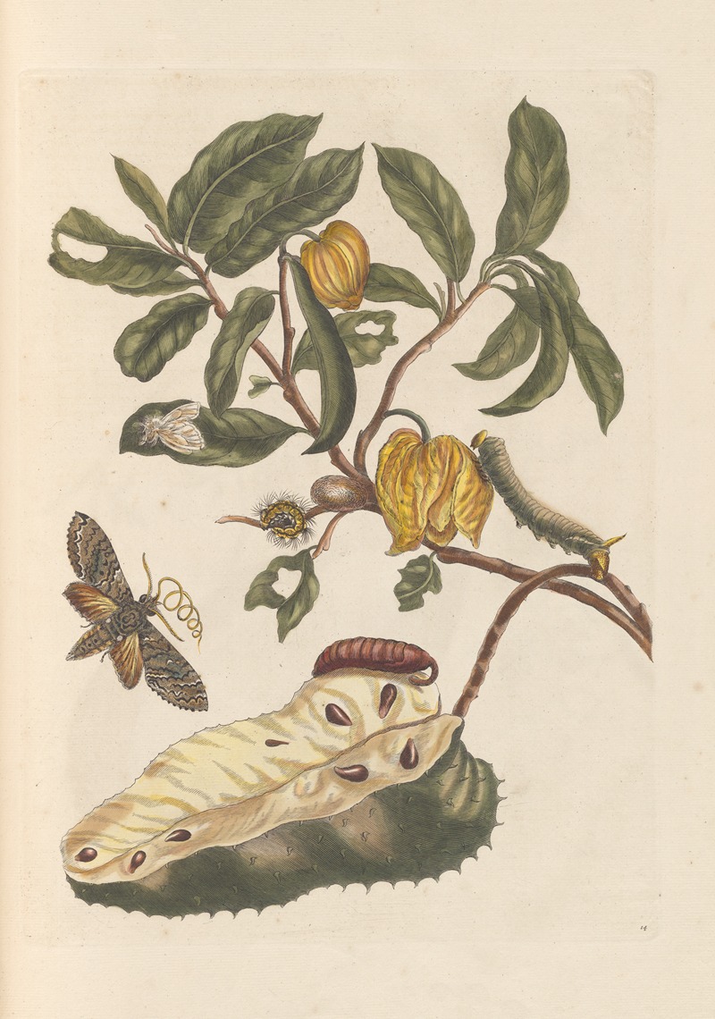 Dissertation sur la generation et les transformations des insectes de Surinam Pl.02 — Maria Sibylla Merian