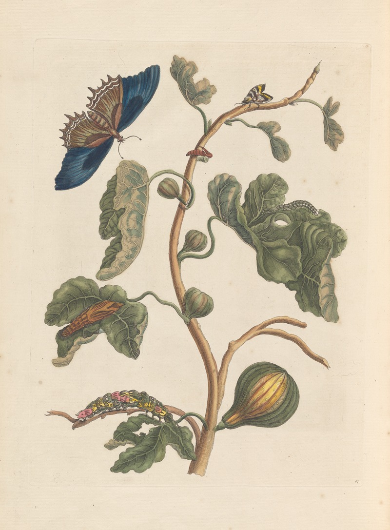 Dissertation sur la generation et les transformations des insectes de Surinam Pl.03 — Maria Sibylla Merian