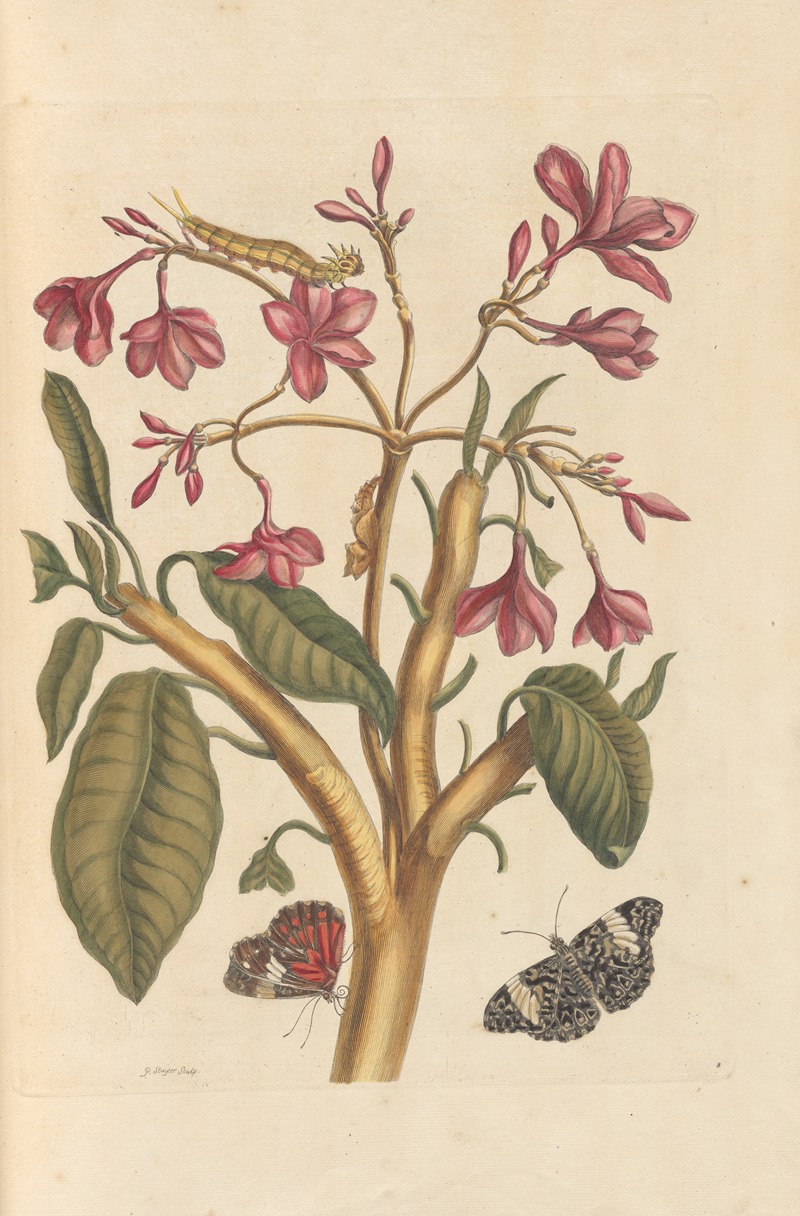 Dissertation sur la generation et les transformations des insectes de Surinam Pl.04 — Maria Sibylla Merian