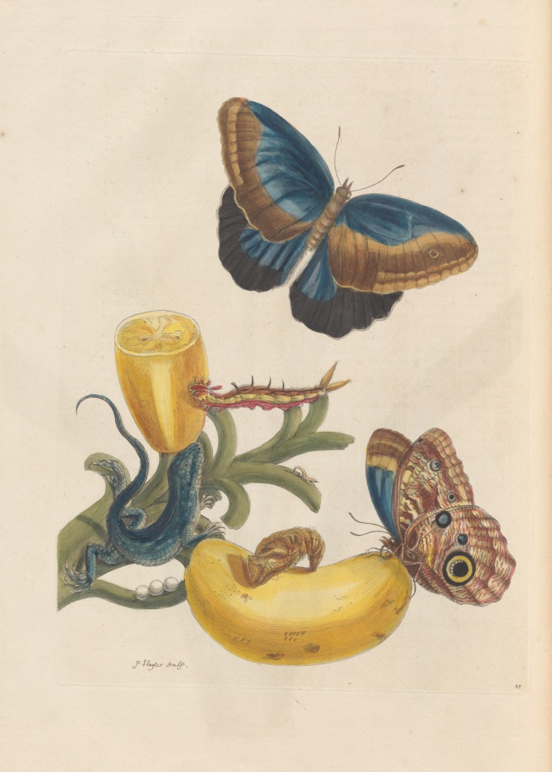Dissertation sur la generation et les transformations des insectes de Surinam Pl.05 — Maria Sibylla Merian