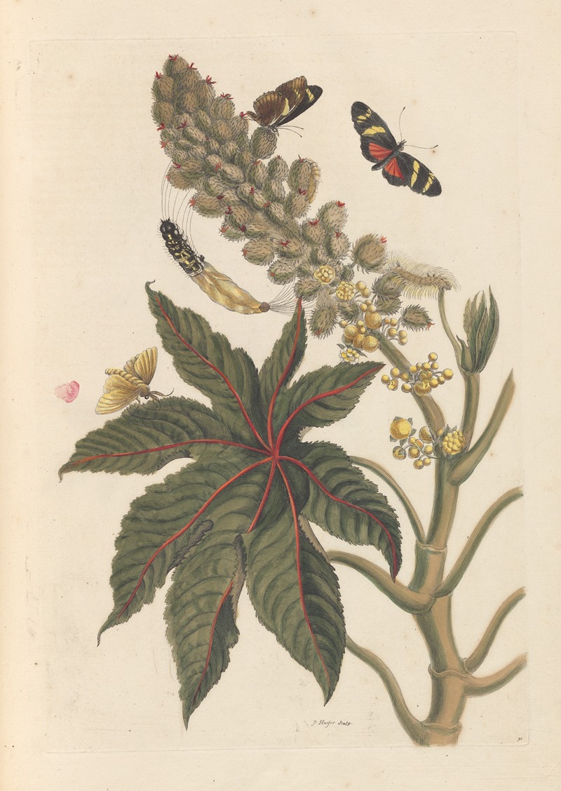 Dissertation sur la generation et les transformations des insectes de Surinam Pl.06 — Мария Сибилла Мериан
