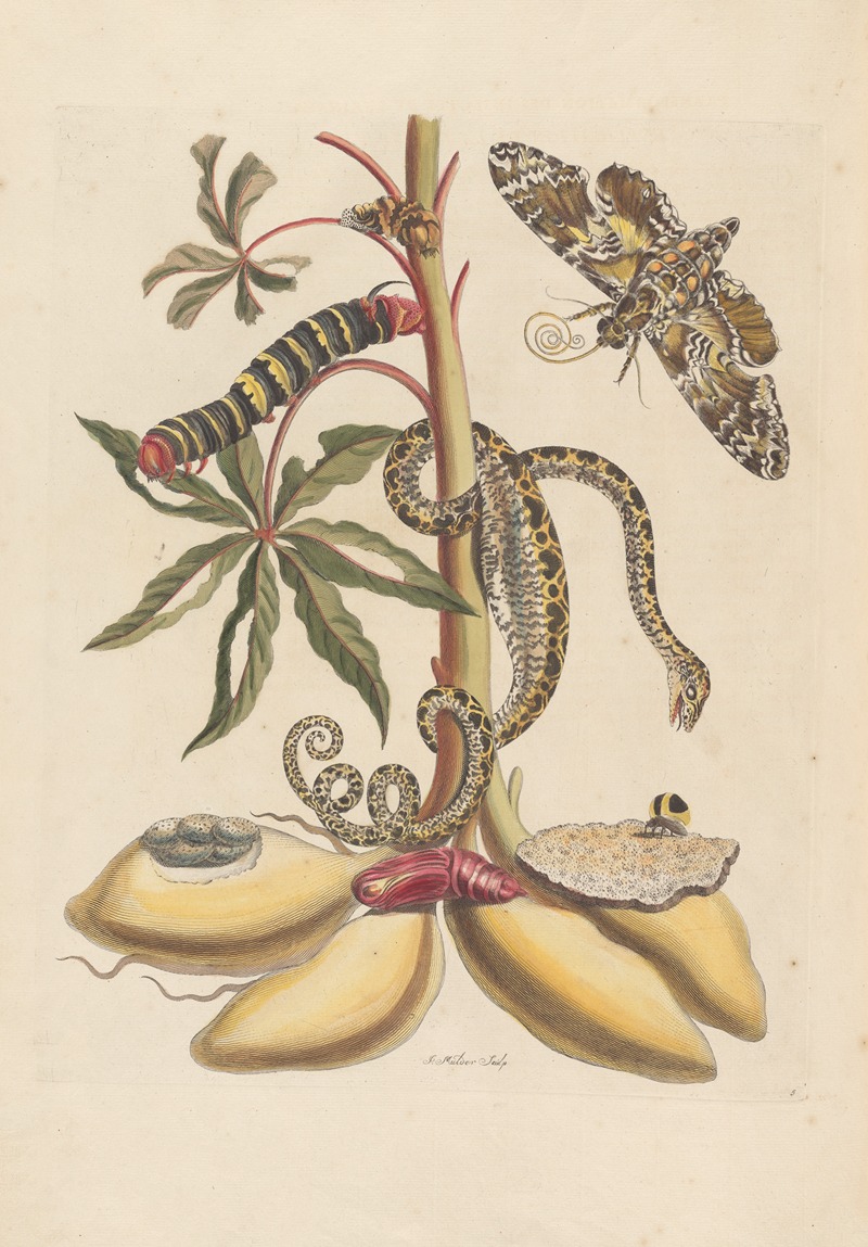 Dissertation sur la generation et les transformations des insectes de Surinam Pl.07 — Maria Sibylla Merian