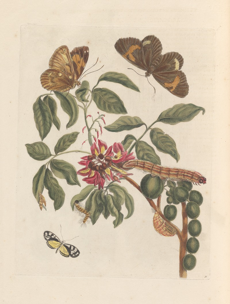 Dissertation sur la generation et les transformations des insectes de Surinam Pl.08 — Maria Sibylla Merian
