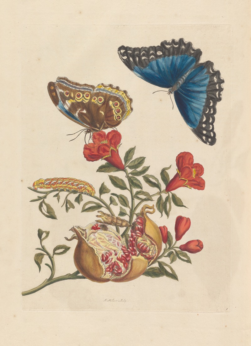 Dissertation sur la generation et les transformations des insectes de Surinam Pl.10 — Maria Sibylla Merian