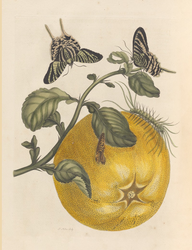 Dissertation sur la generation et les transformations des insectes de Surinam Pl.12 — Maria Sibylla Merian