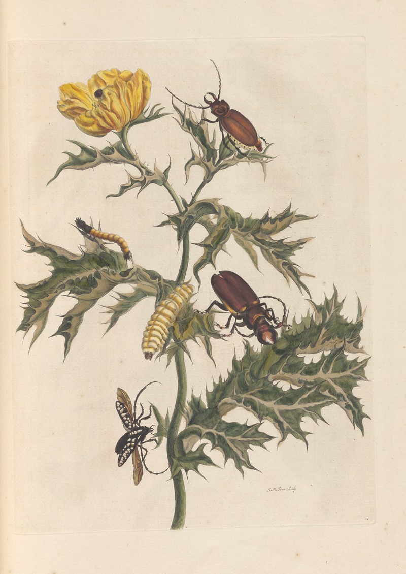 Dissertation sur la generation et les transformations des insectes de Surinam Pl.14 — Maria Sibylla Merian