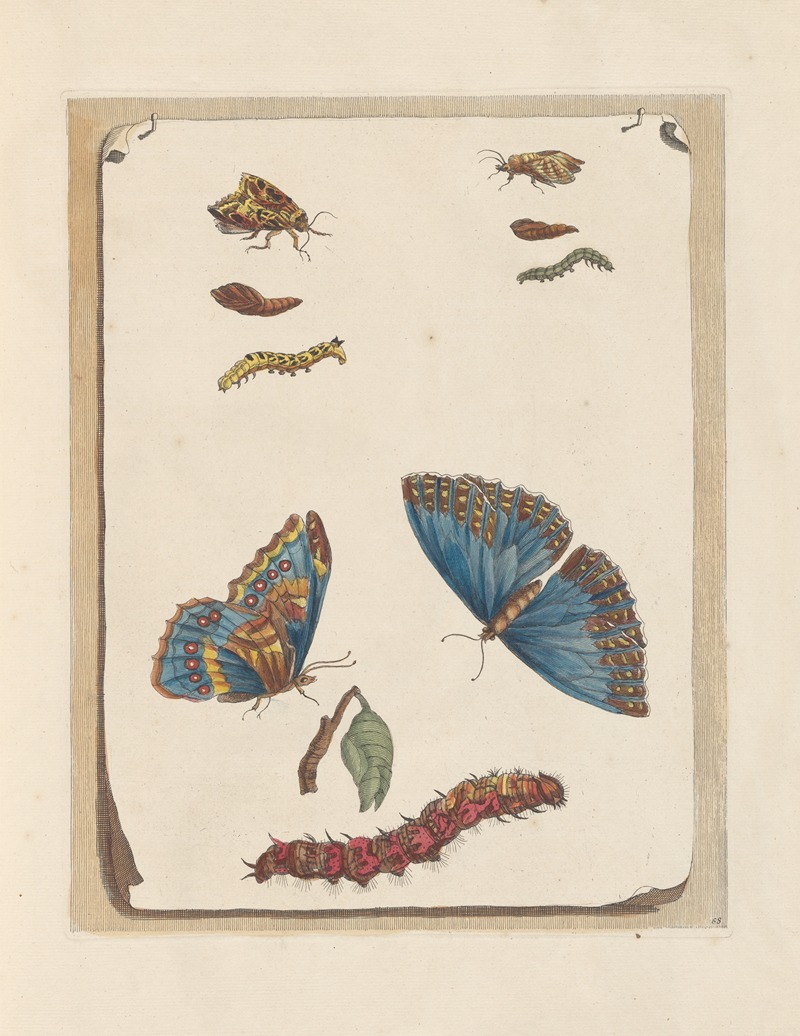 Dissertation sur la generation et les transformations des insectes de Surinam Pl.16 — Maria Sibylla Merian