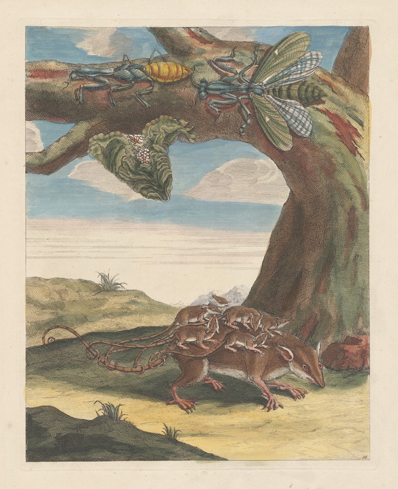 Dissertation sur la generation et les transformations des insectes de Surinam Pl.17 — Maria Sibylla Merian